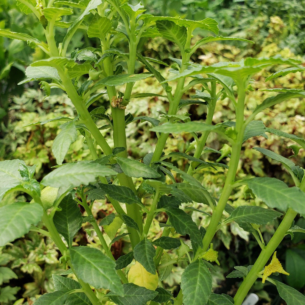 Dorstenia zanzibarica