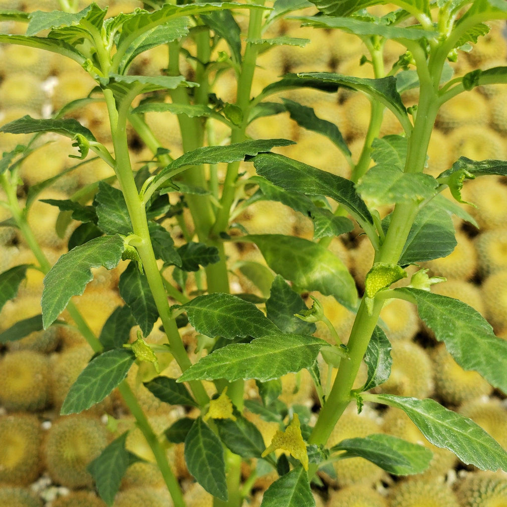 Dorstenia zanzibarica