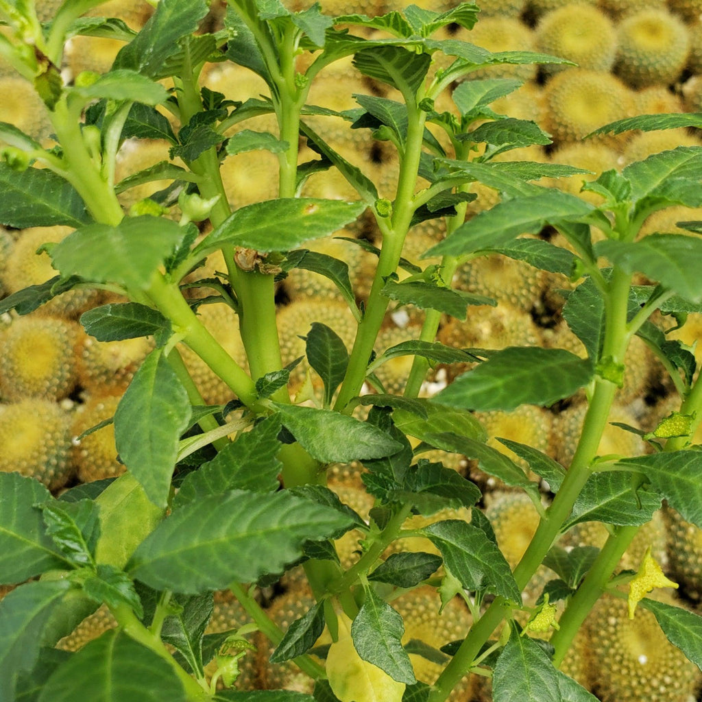 Dorstenia zanzibarica