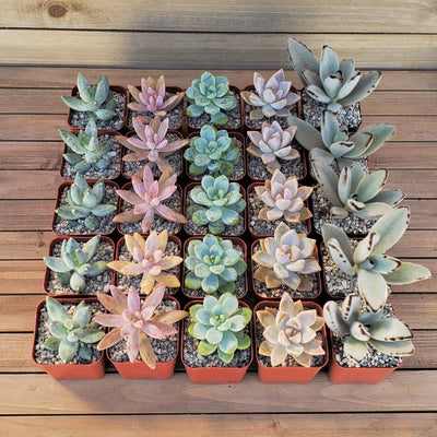 Dreamy Pastels 2-Inch Succulent Variety (25-Pack)