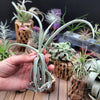 Tillandsia Duratii