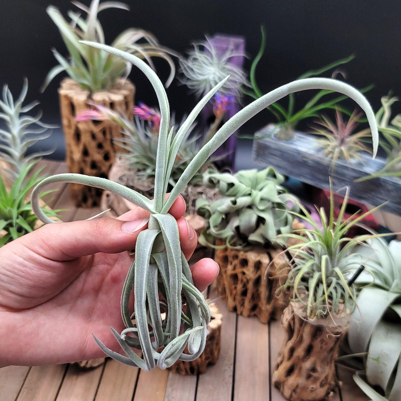 grey air plant Adorable Tillandsia Duratii Air Plant | Grab Yours