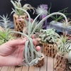 Tillandsia Duratii