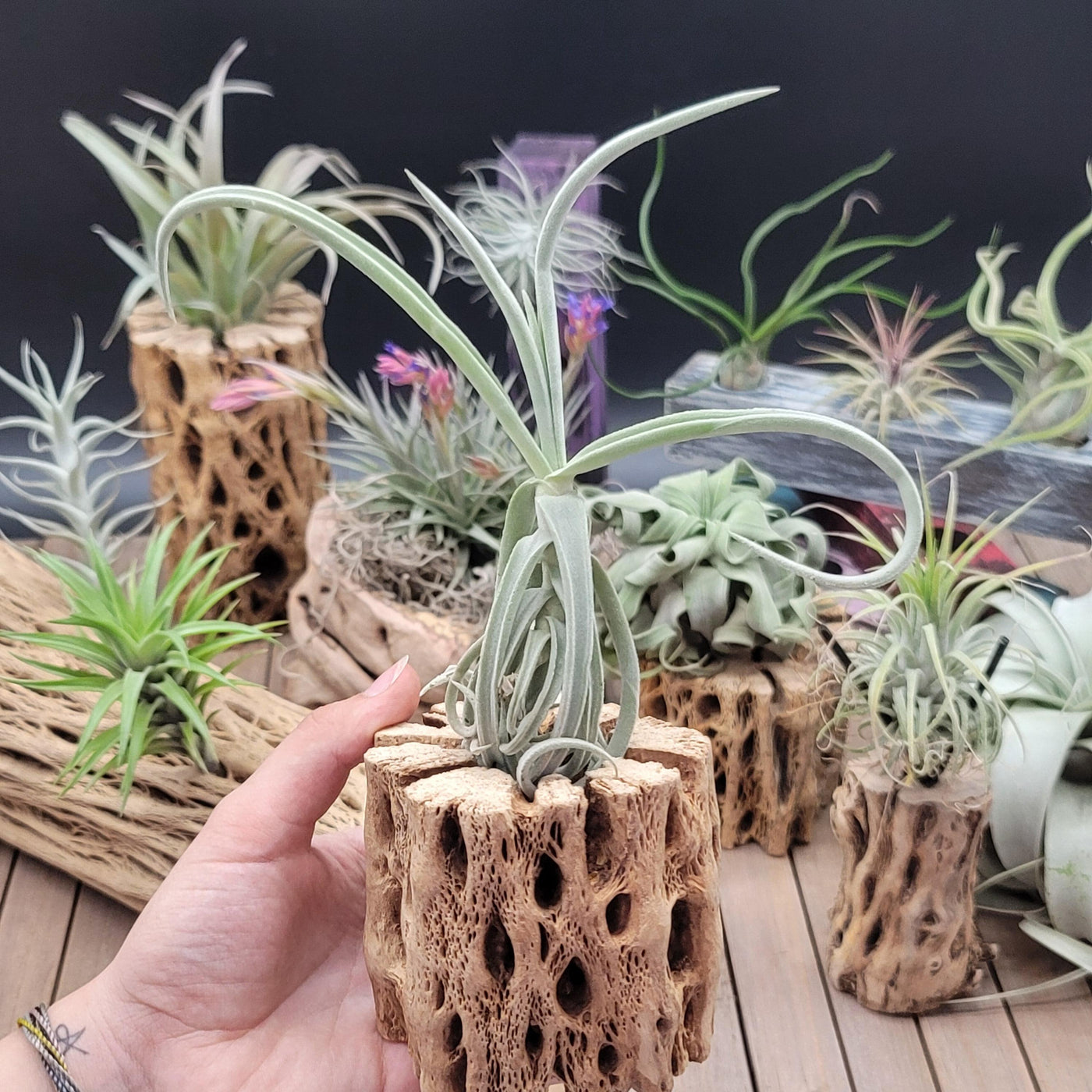 duratii air plant Adorable Tillandsia Duratii Air Plant | Grab Yours