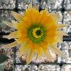 Echinocereus desyacanthus v. rectispinus