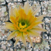 Echinocereus desyacanthus v. rectispinus