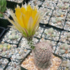 Echinocereus desyacanthus v. rectispinus