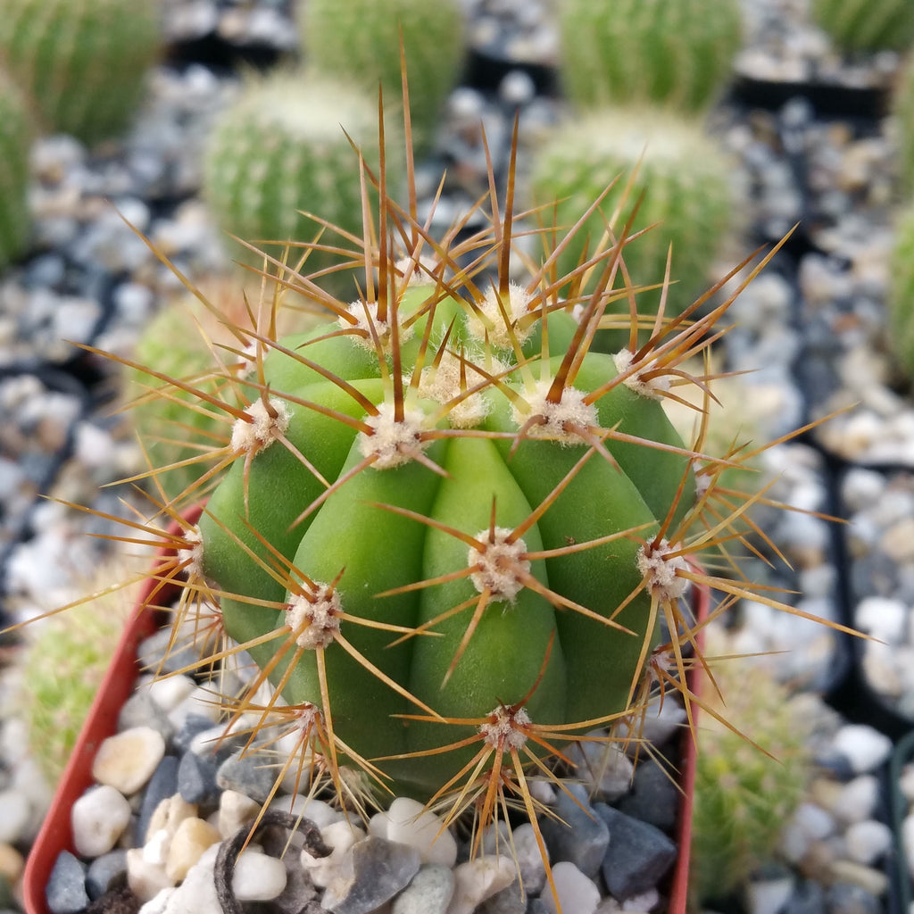Echinopsis terscheckii