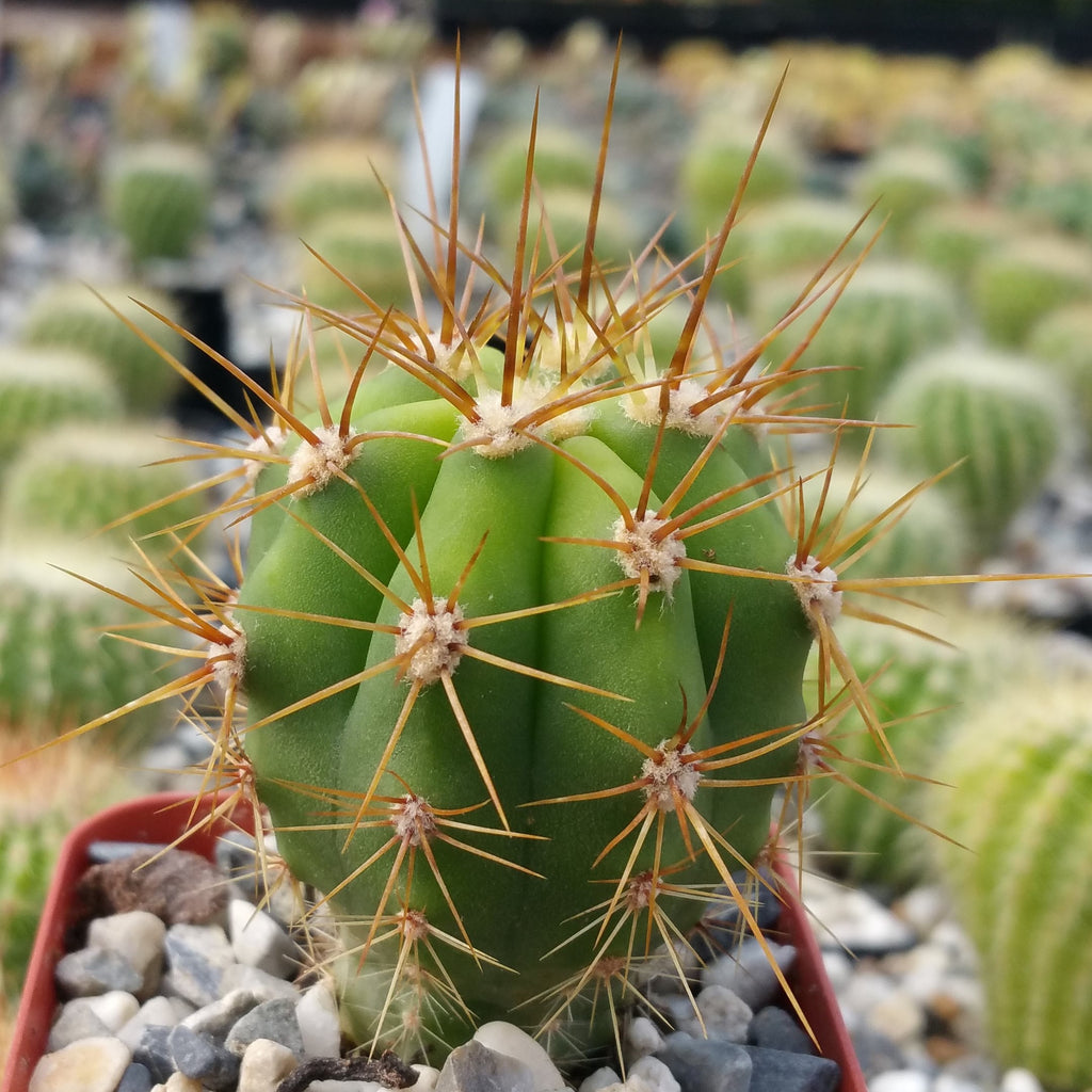 Echinopsis terscheckii