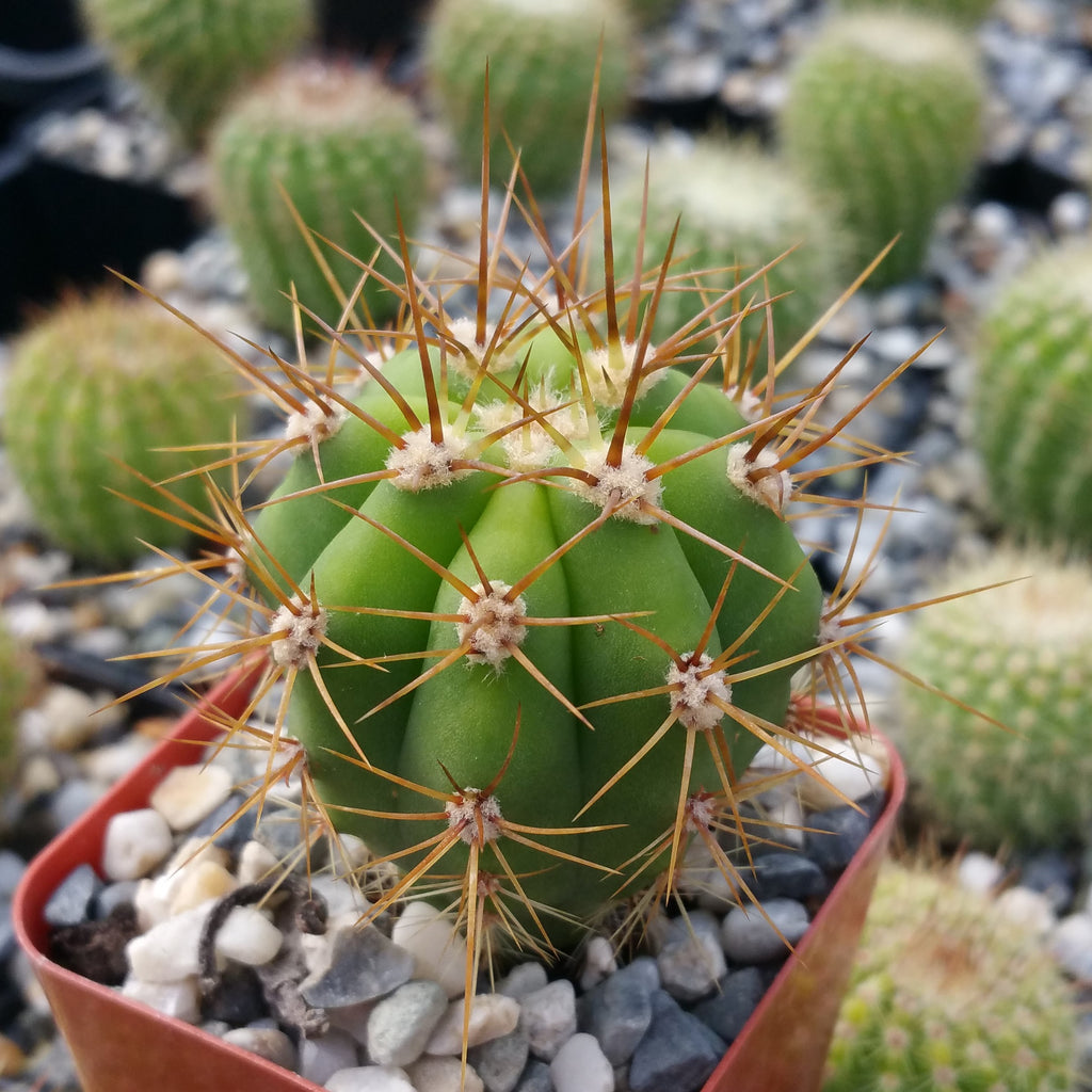 Echinopsis terscheckii