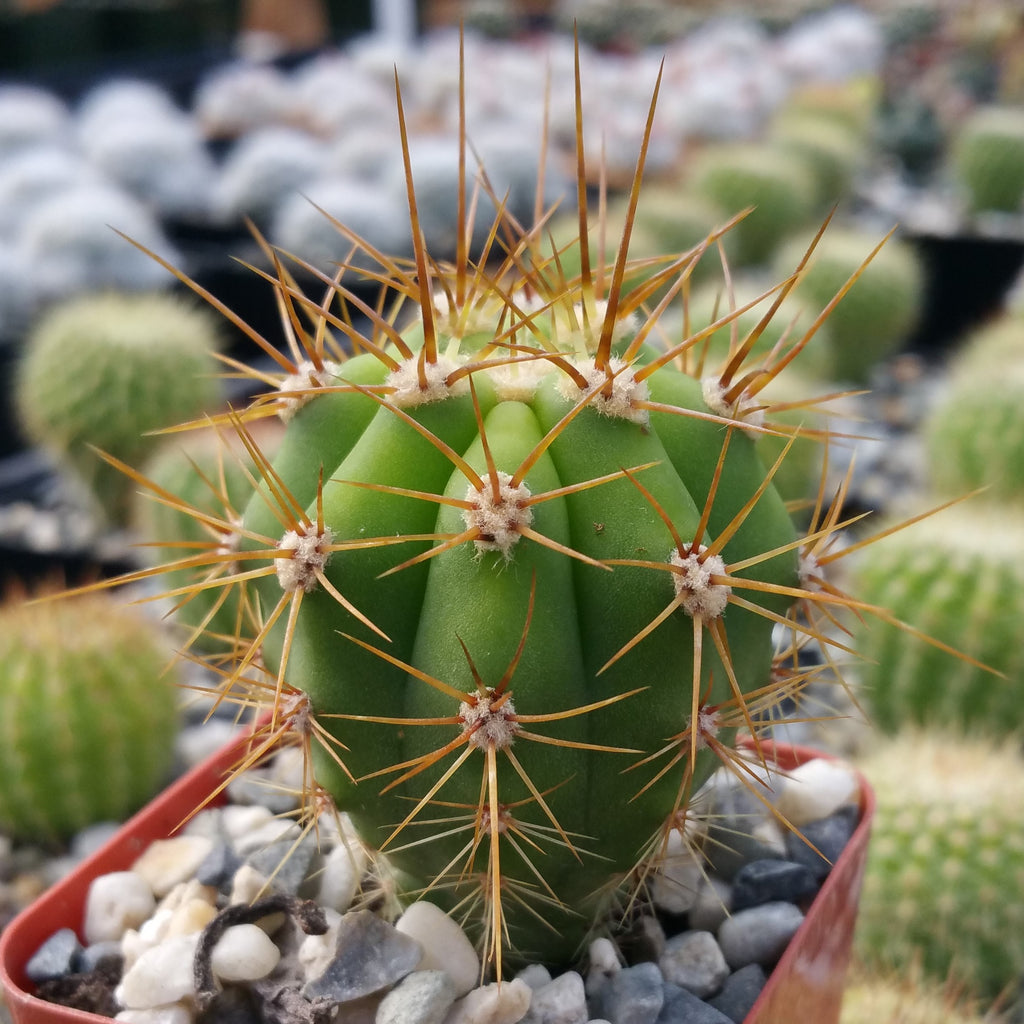 Echinopsis terscheckii