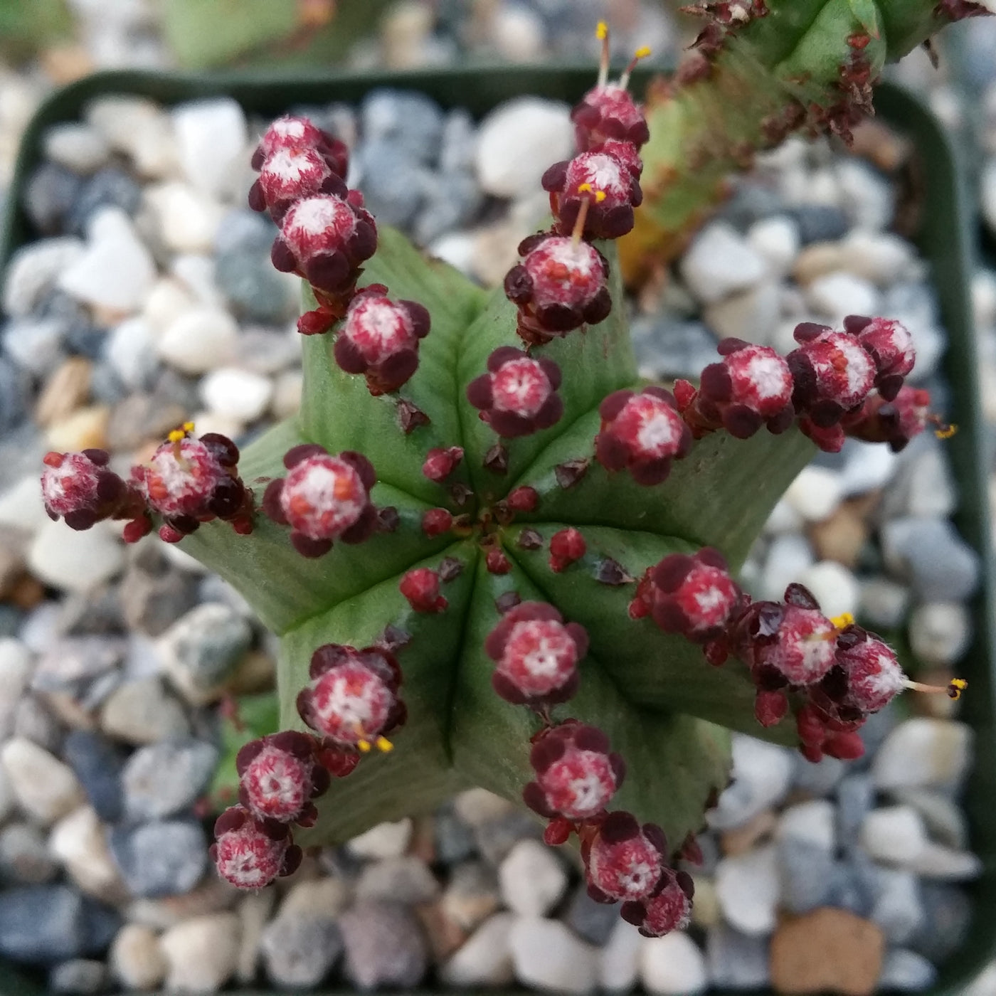 zipper plant succulent Buy Euphorbia Anoplia Online