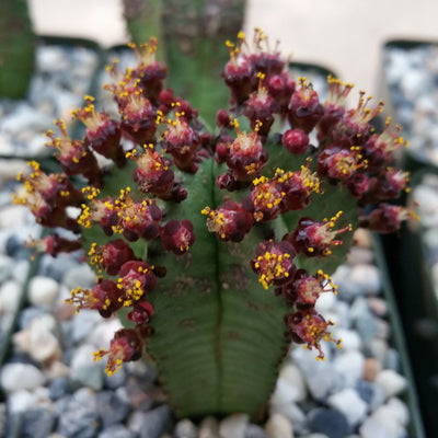 zipper plant succulent Euphorbia anoplia tanzania zipper plant