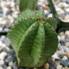 Euphorbia anoplia tanzania zipper plant