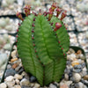 Euphorbia anoplia tanzania zipper plant