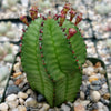 Euphorbia anoplia tanzania zipper plant