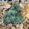 Euphorbia Green Elf Cristata