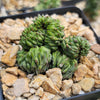 Euphorbia Green Elf Cristata