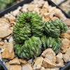 Euphorbia Green Elf Cristata