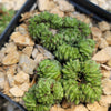 Euphorbia Green Elf Cristata