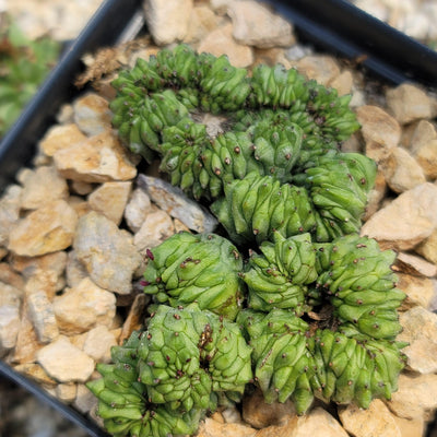Euphorbia Green Elf Cristata