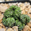 Euphorbia Green Elf Cristata