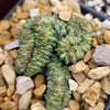 Euphorbia Green Elf Cristata