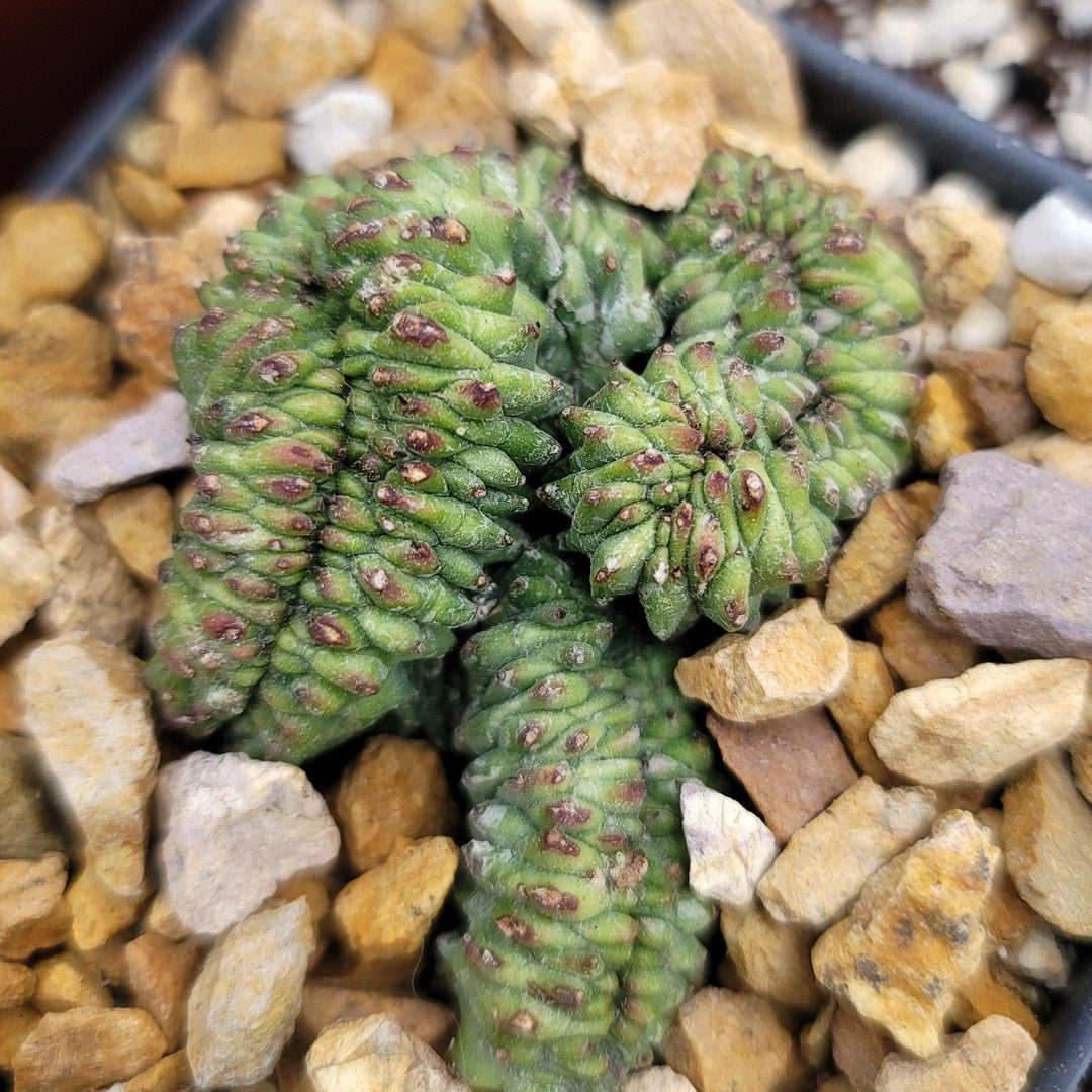 Large Euphorbia Enopla Cristata deals Green Elf in 8” pot- Ships bare root.You will receive the plant in the photo’s.