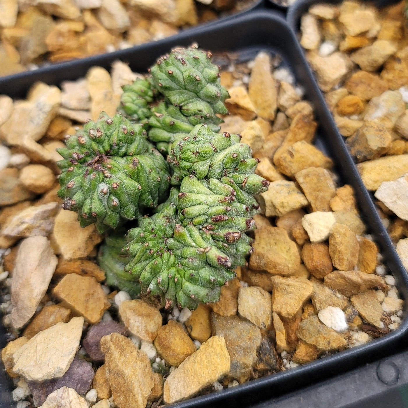 Euphorbia Green Elf Cristata