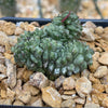 Euphorbia Green Elf Cristata