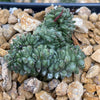 Euphorbia Green Elf Cristata