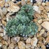 Euphorbia Green Elf Cristata