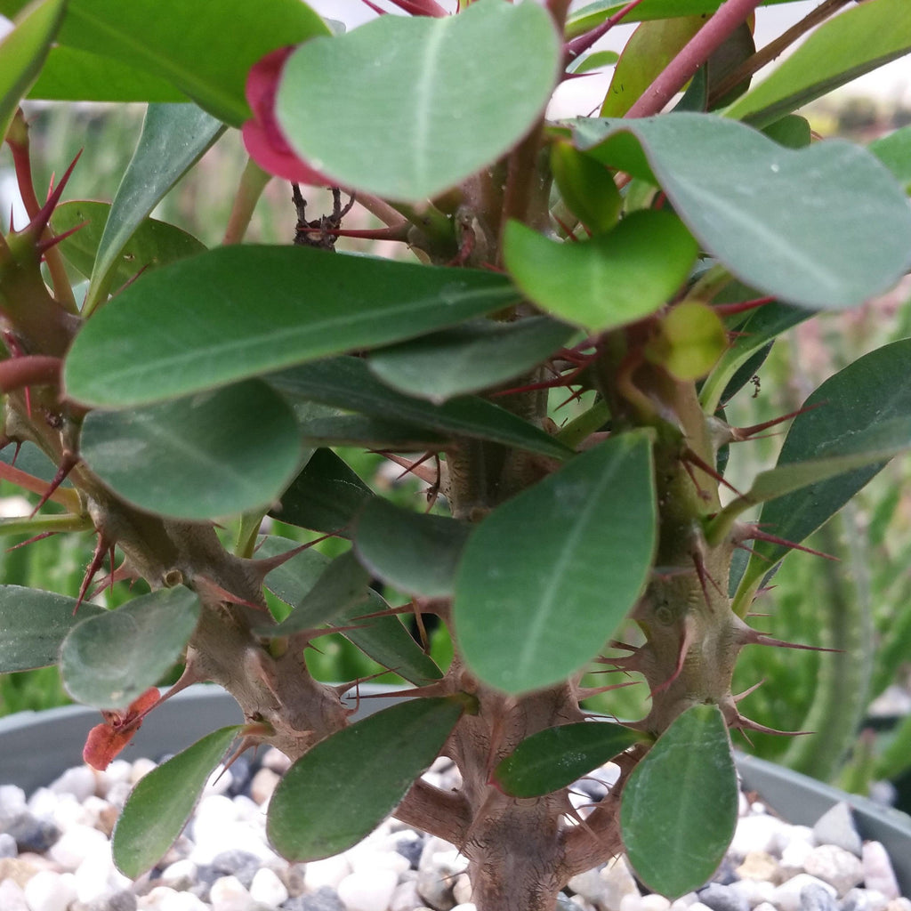 Euphorbia milii crown of thorns red