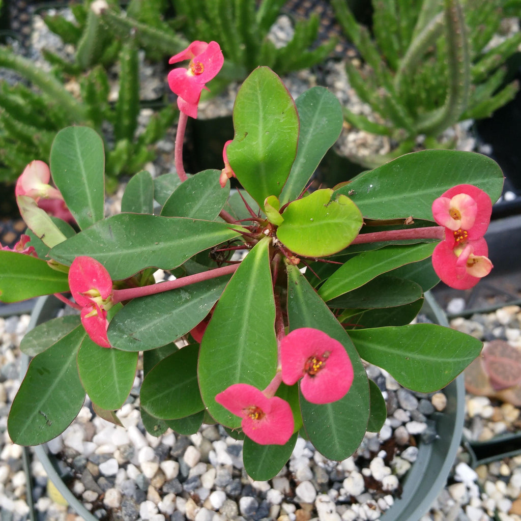 Euphorbia milii crown of thorns red