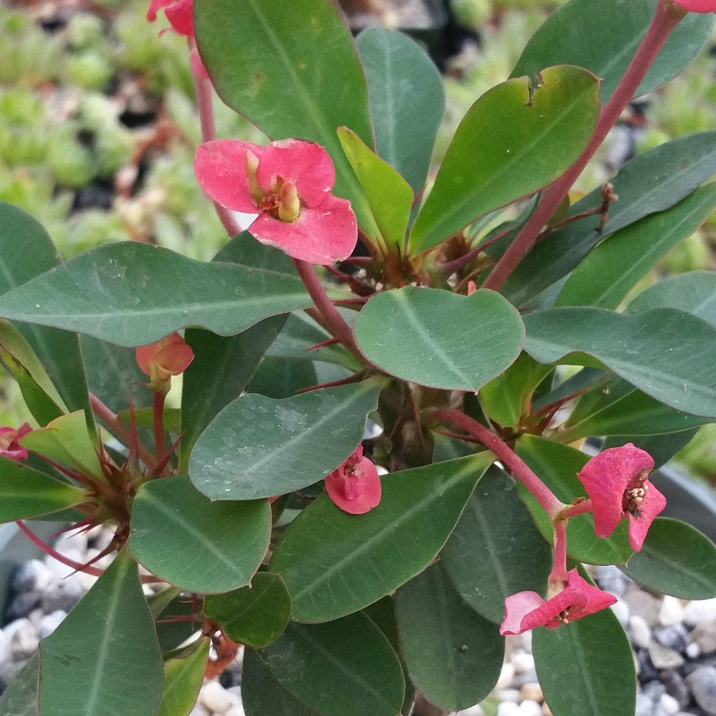 Crown of Thorns ‘Red Bouquet’ (Euphorbia milii hybrid)