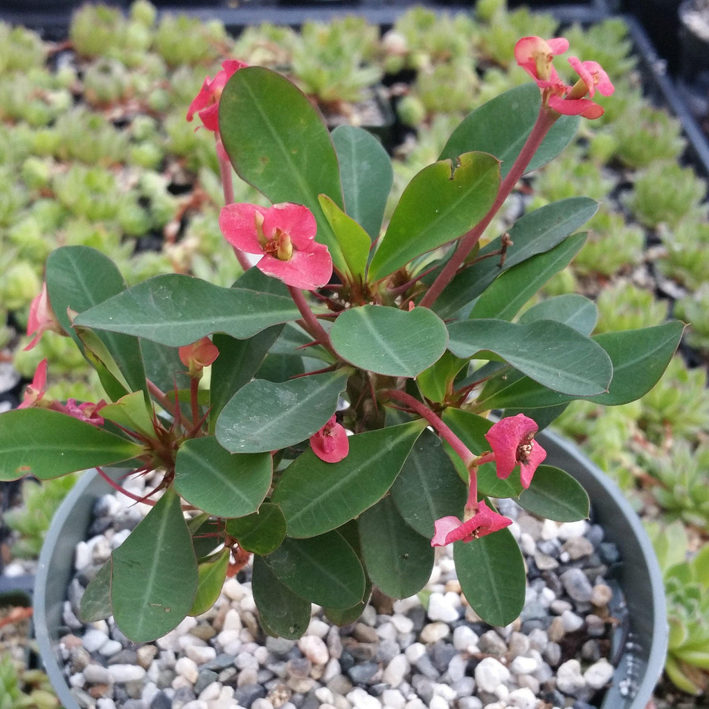 Euphorbia milii crown of thorns red