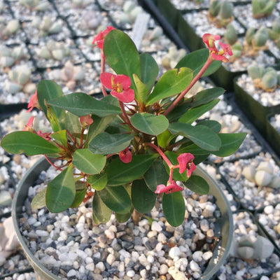 Euphorbia milii crown of thorns red