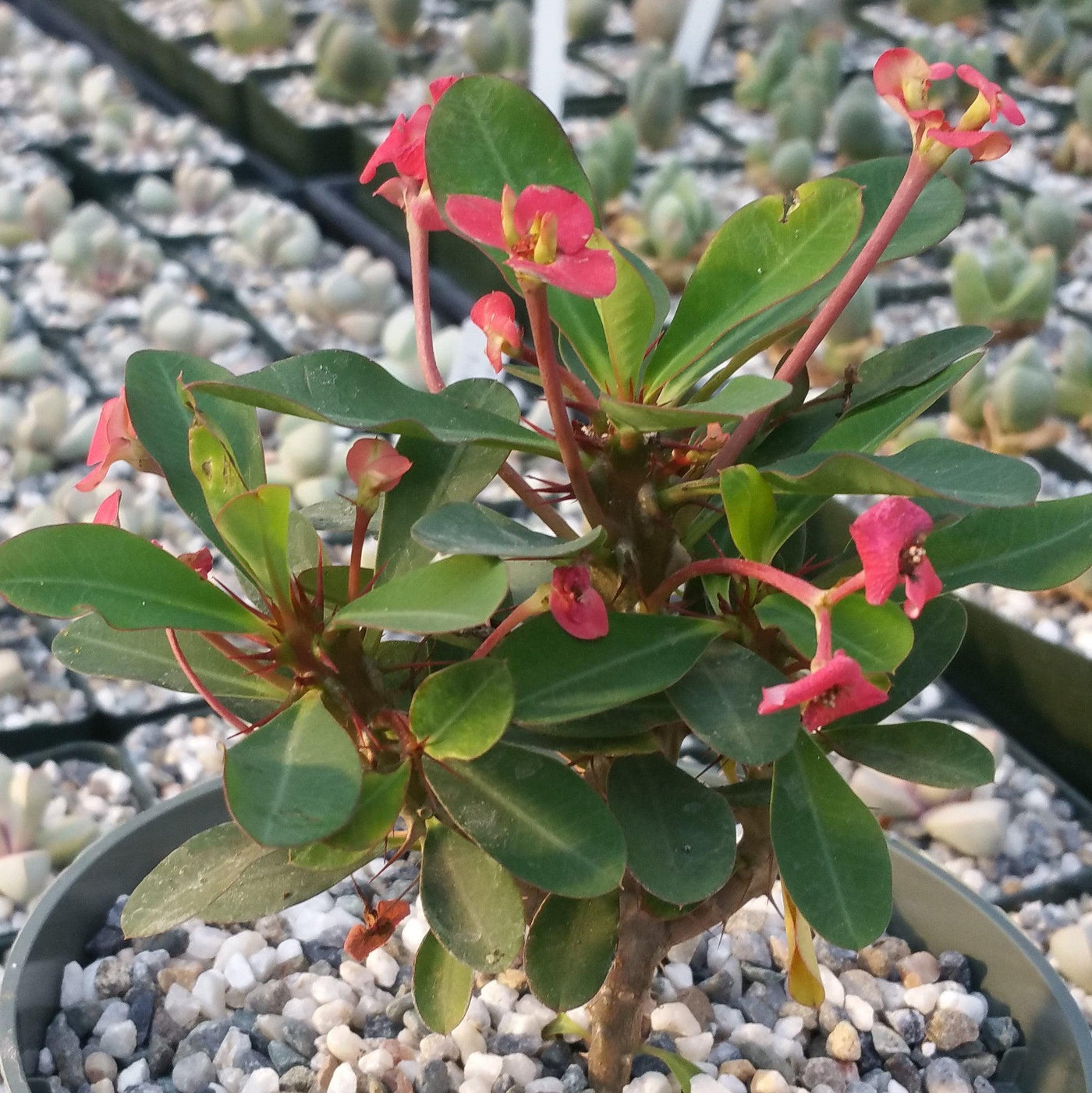Euphorbia milii crown of thorns red
