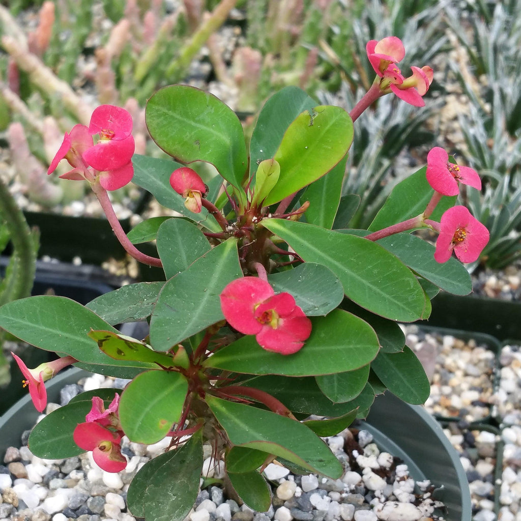 Euphorbia milii crown of thorns red