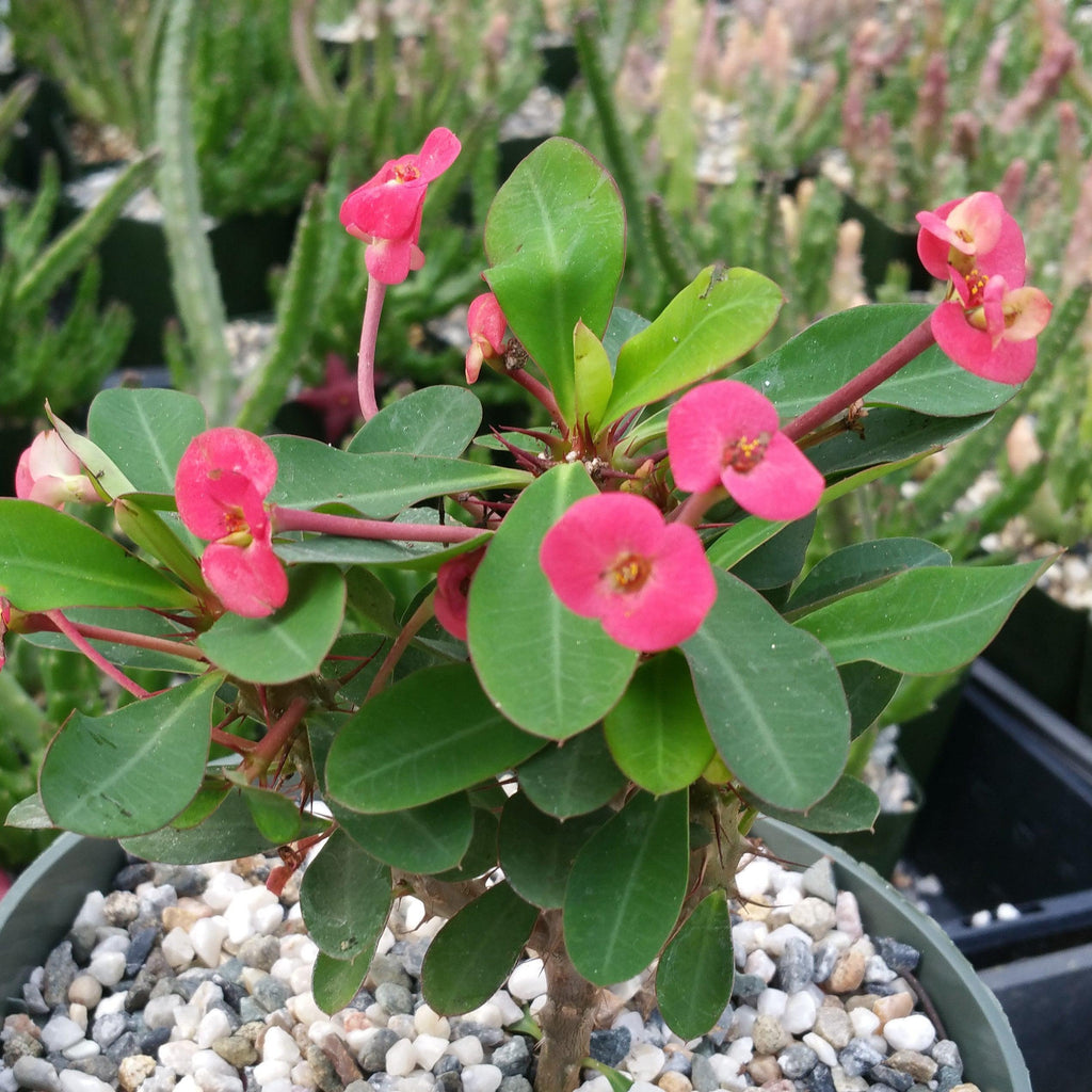 Euphorbia milii crown of thorns red
