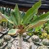 Euphorbia millotii