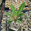 Euphorbia millotii