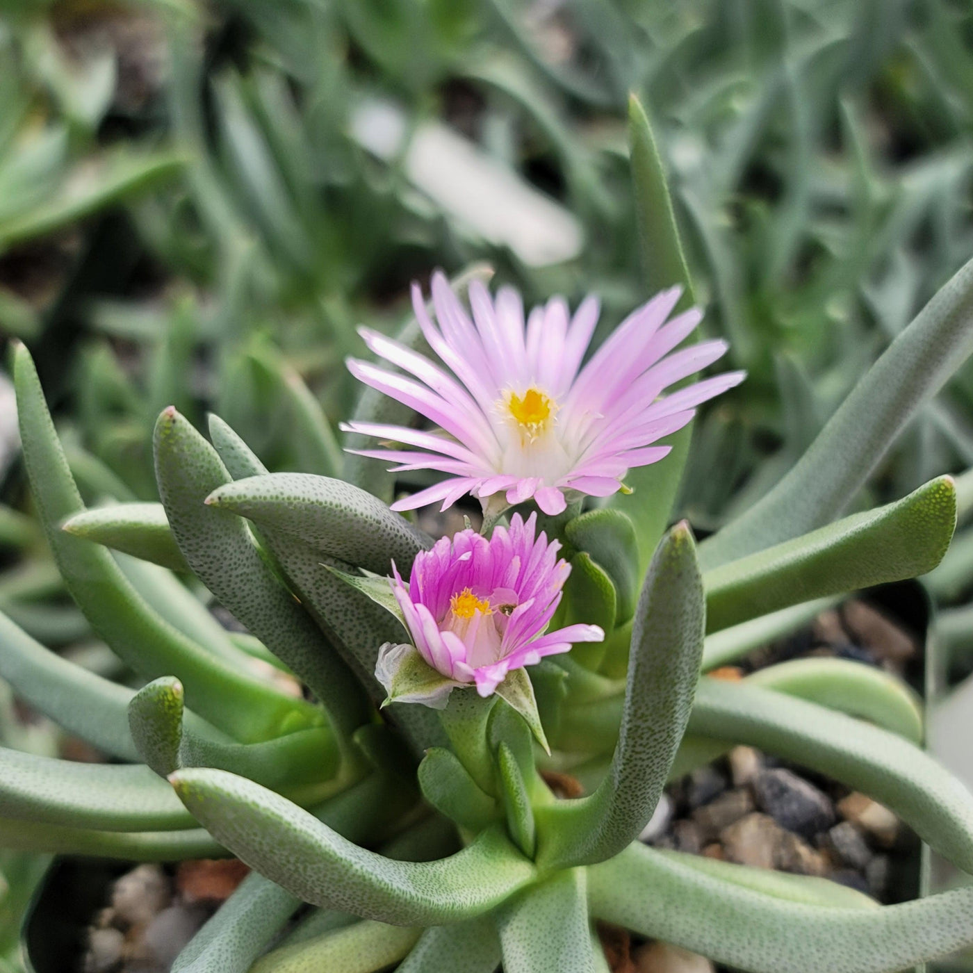succulent plant with purple flowers Shop For Ebracteola Wilmaniae | Prince Albert Vygie