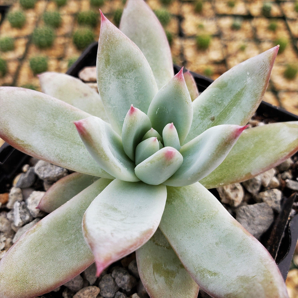 Echeveria colorata