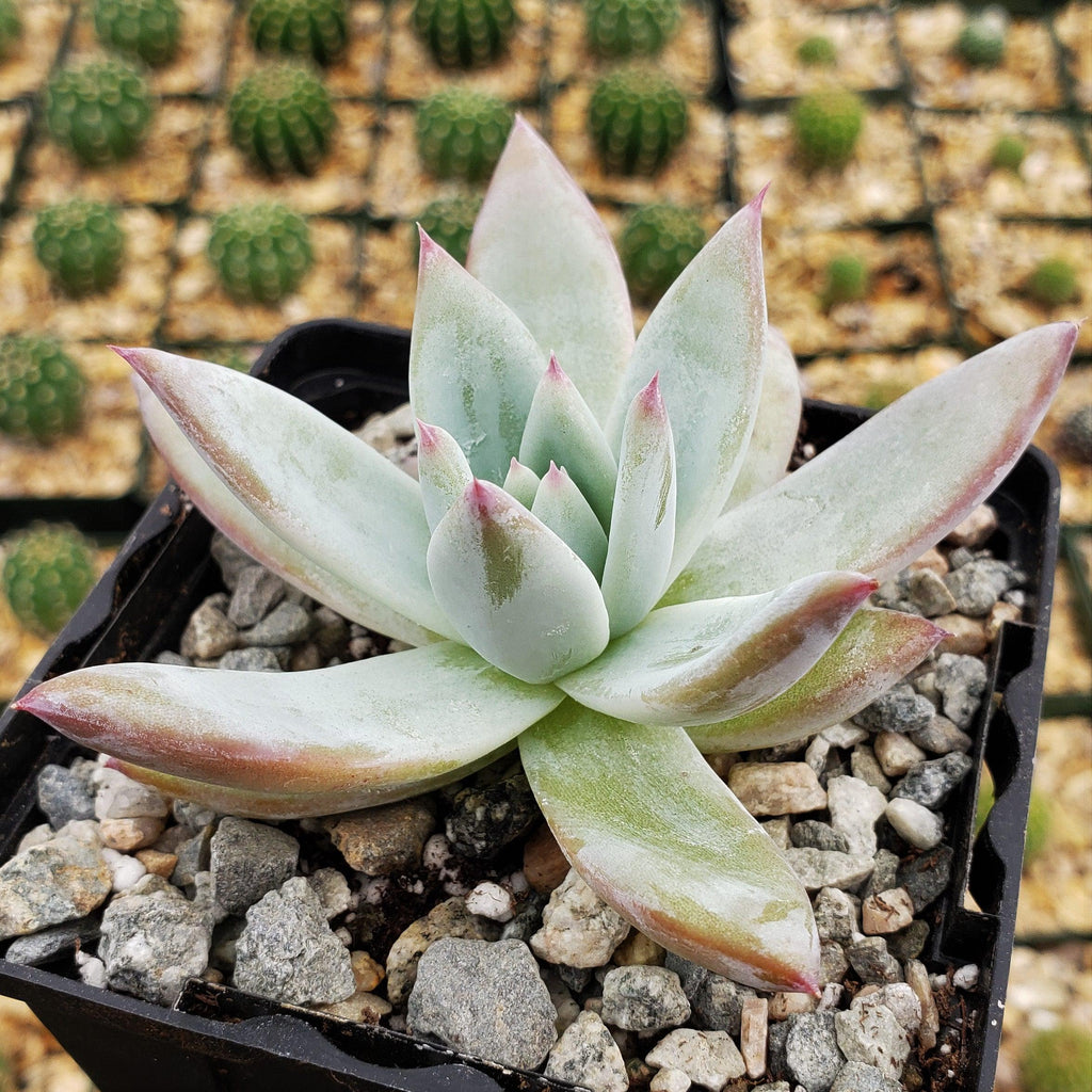 Echeveria colorata