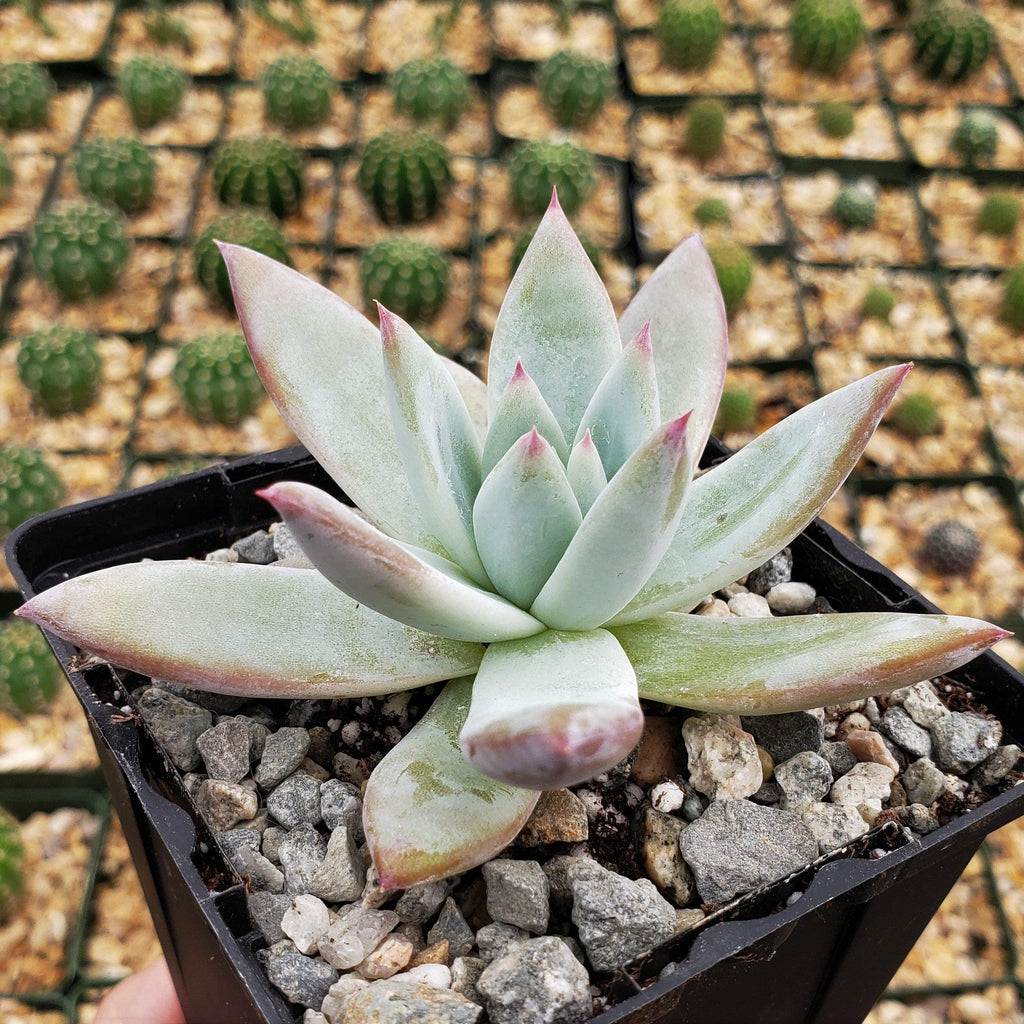 Echeveria colorata