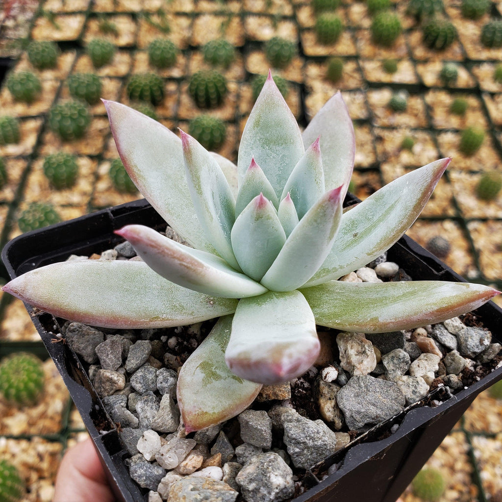 Echeveria colorata
