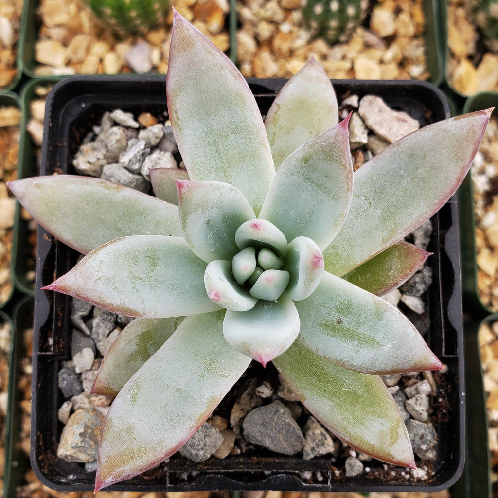 Echeveria colorata