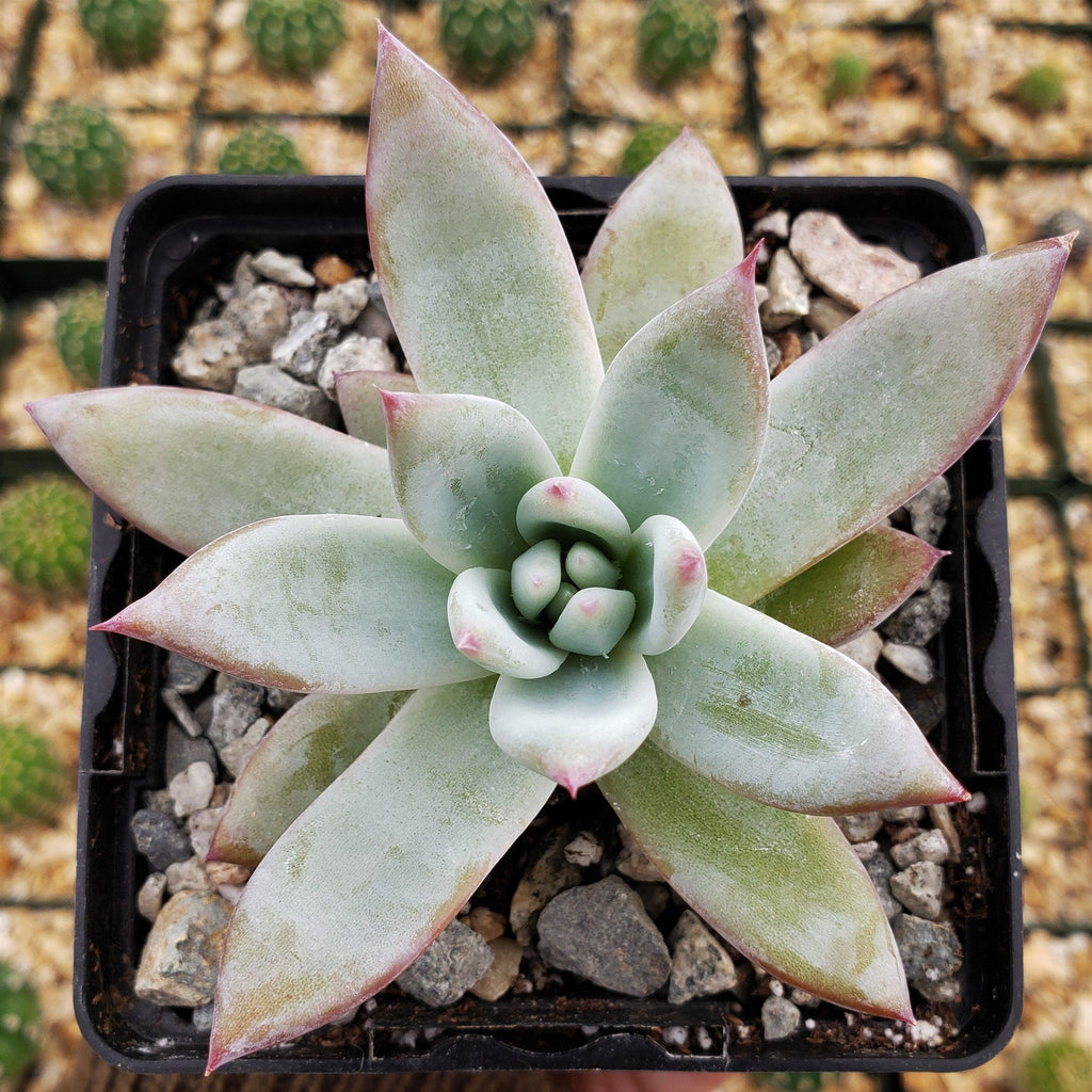 Echeveria colorata