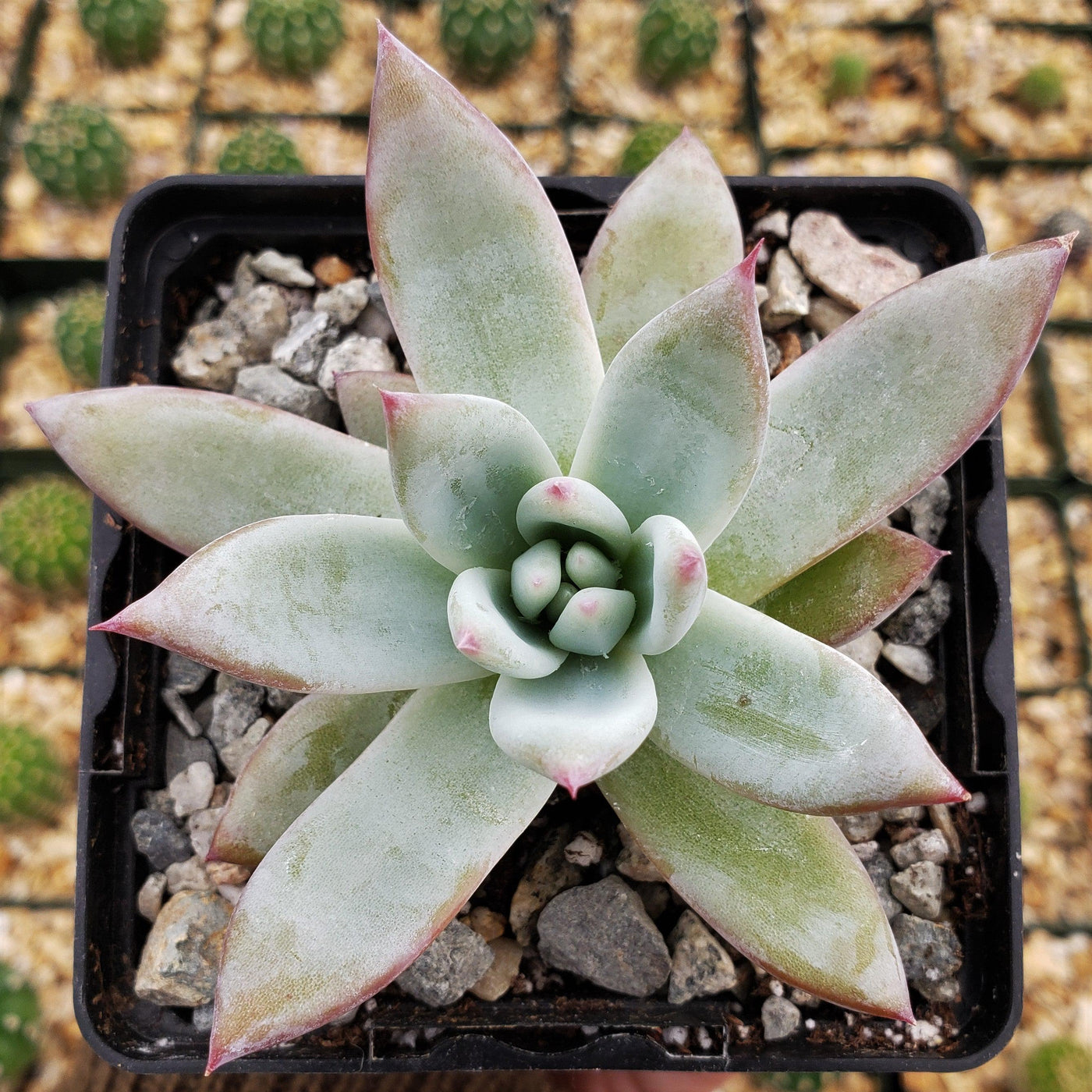 succulents native to mexico Echeveria colorata